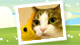 �C�`�I�V�����ʐ^